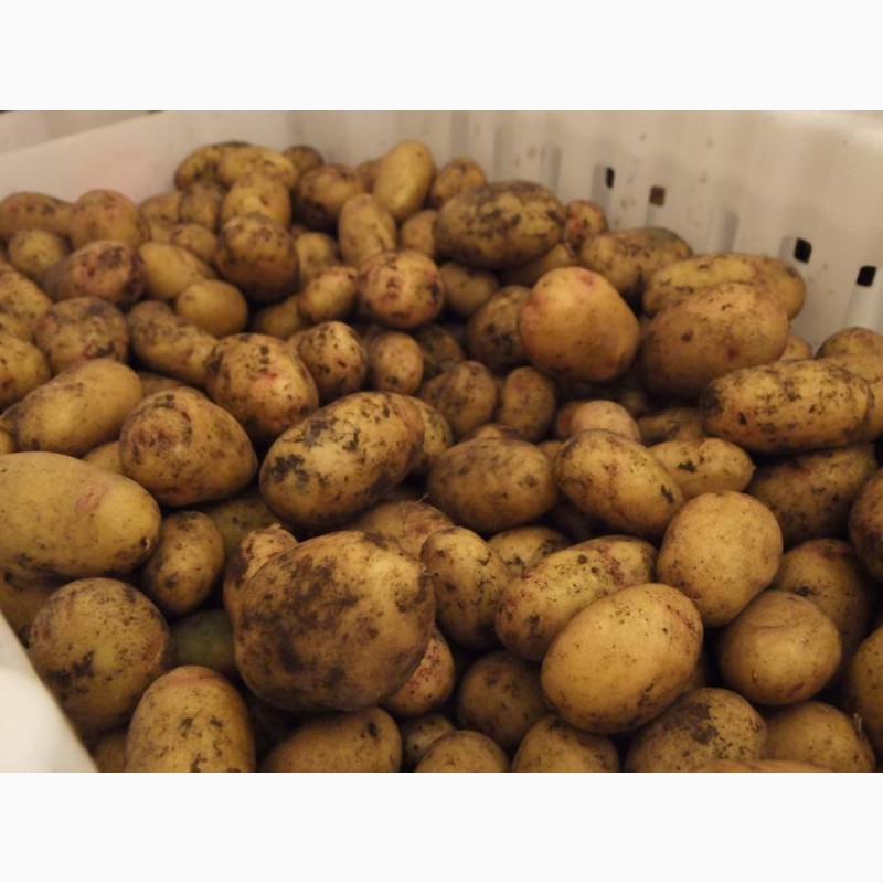 Фото 2. Картошка опт (картофель, картопля оптом) продаж від 3 тонн, з ФГ