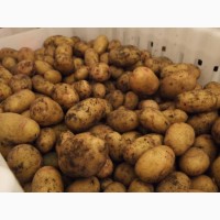 Картошка опт (картофель, картопля оптом) продаж від 3 тонн, з ФГ