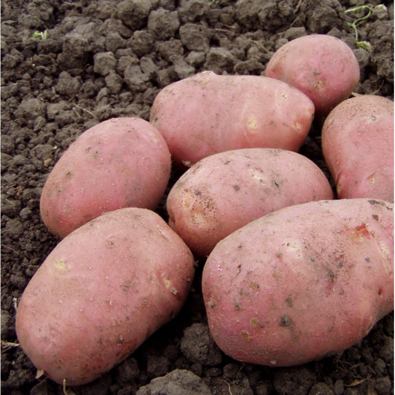 Фото 3. Картошка опт (картофель, картопля оптом) продаж від 3 тонн, з ФГ