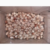 Продаємо гриби лісові білі, лисички, опеньки (сушені, заморожені, мариновані)