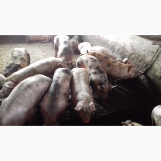 Оптовая и розничная продажа свиней живым весом