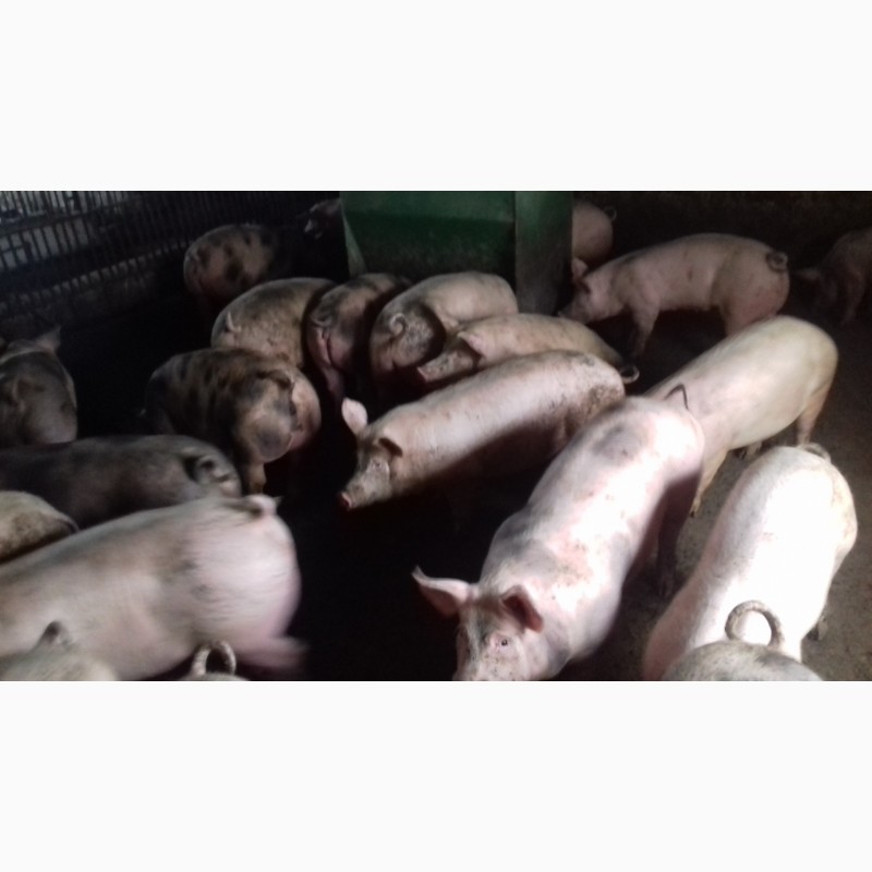Фото 2. Оптовая и розничная продажа свиней живым весом
