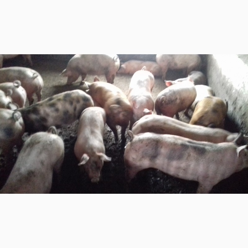Фото 3. Оптовая и розничная продажа свиней живым весом