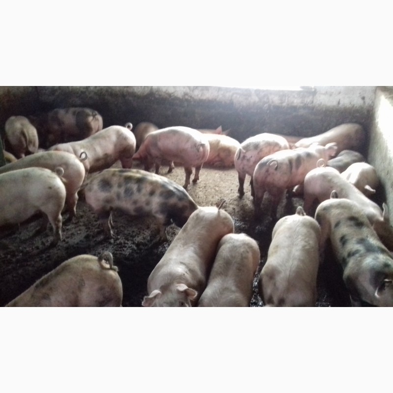 Фото 4. Оптовая и розничная продажа свиней живым весом