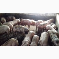 Оптовая и розничная продажа свиней живым весом