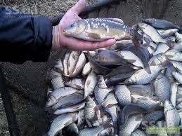 Фото 3. Продам живую рыбу малька; карп, амур.щука.толсто лоб, линь