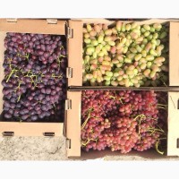 Продаём виноград (ягода)