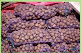 Фото 4. Продажа товарного картофеля Начали копать товарный картофель Белароза и Гренада