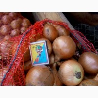 Продажа лука оптом сорта Медуза, Тамара, Имага от производителя