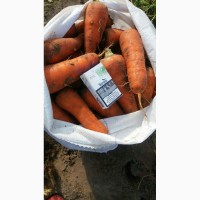 Продаём морковь сорт Абако
