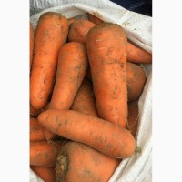 Продаём морковь сорт Абако