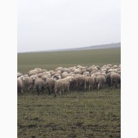 Продам отару овец
