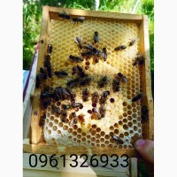 Приймаю замовлення на бджолині матки карпатки