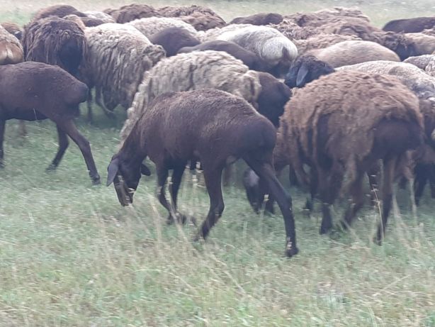 Продам курдючных племенных овц