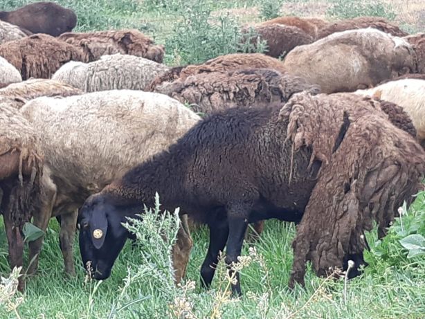 Фото 3. Продам курдючных племенных овц