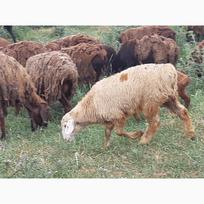 Фото 4. Продам курдючных племенных овц