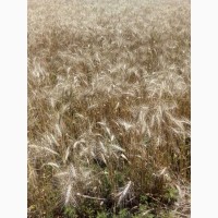 Семена озимой пшеницы Толедо (Канада)