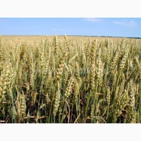 Семена озимой пшеницы Шестопавловка ел