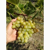 Продам Виноград из собственных виноградников