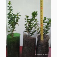 Самшит вечнозелёный/Buxus sempervirens