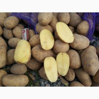 Поставки качественного картофеля из Белоруссии в любых объемах