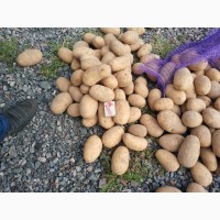 Поставки качественного картофеля из Белоруссии в любых объемах