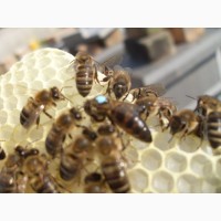 Пчеломатки плодные 2022 Carnica Peshetz Киев