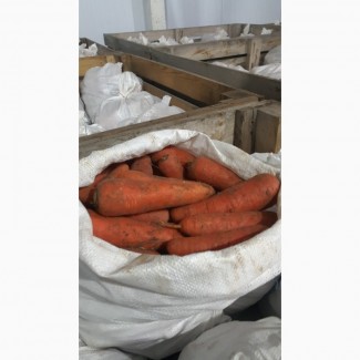 Продам морковку сорт Абако, холодильное хранение, крупный и мелкий опт