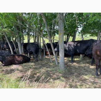 Продам коров Абердин-ангусской породы