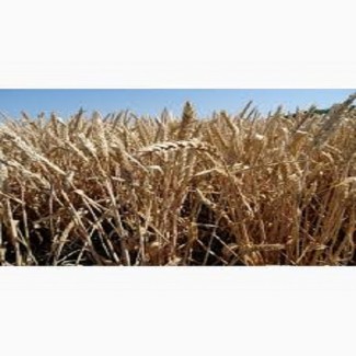 Семена озимой пшеницы ЕСАУЛ