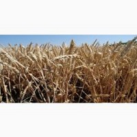 Семена озимой пшеницы ЕСАУЛ