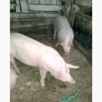 Продажа свиней 1, 2 категория мясники
