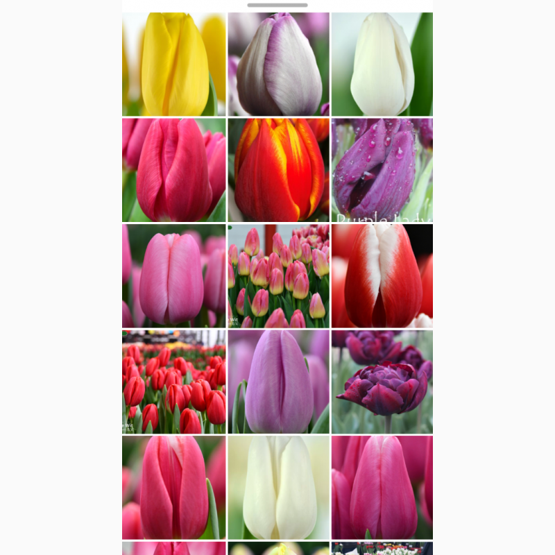Фото 2. Тюльпан опт зріз квіти 8 березня
