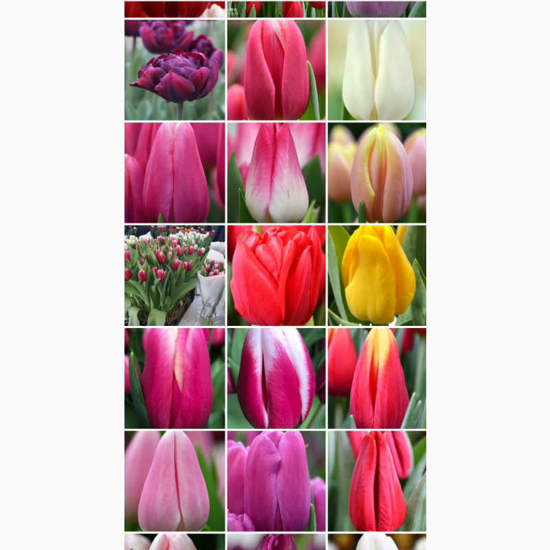 Фото 3. Тюльпан опт зріз квіти 8 березня