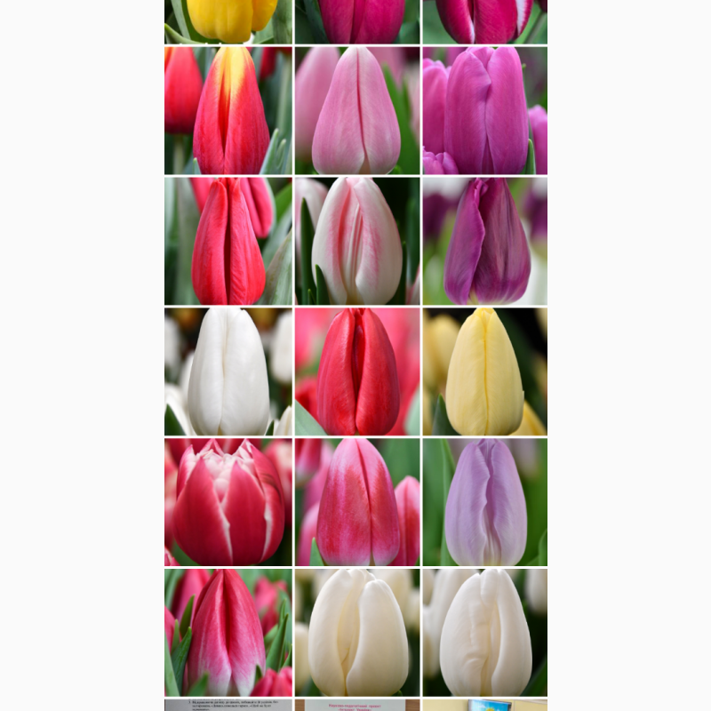 Фото 4. Тюльпан опт зріз квіти 8 березня