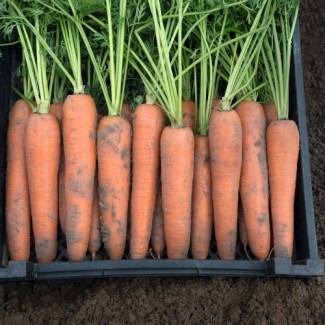 Продам оптом моркву товарної якості, Полтавська область