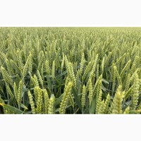 Насіння озимої пшениці Депот R.A.G.T