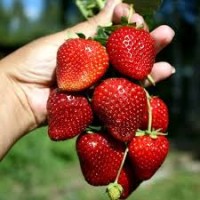 Полуниця гронового плодоношення сорту Виноградний бум(розсада)