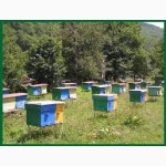 Продам пчелопакеты, пчеломатки: Карпатка, и Карника