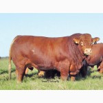 Куплю бычков живым весом 400-500 кг.Много