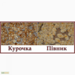 Продам курчат. Пропонуэмо добових курочок продуктивного кросу Ломан Браун (LOHMANN BROWN)