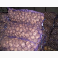 Продам картофель по цене производителя