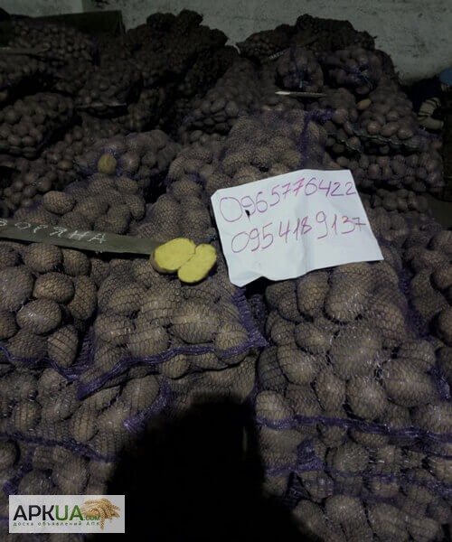 Фото 3. Продаем картофель оптом от производителя. Низкая цена