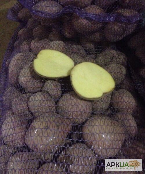 Фото 4. Продаем картофель оптом от производителя. Низкая цена