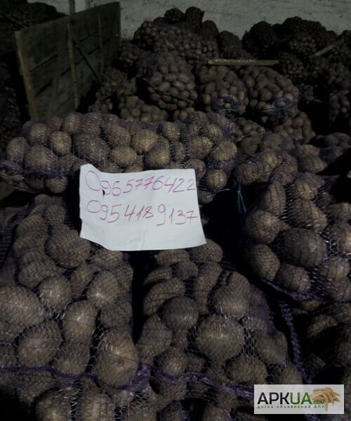 Фото 5. Продаем картофель оптом от производителя. Низкая цена