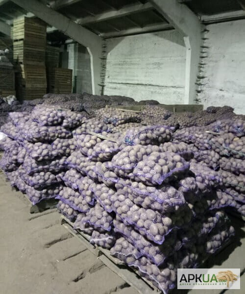 Фото 7. Продаем картофель оптом от производителя. Низкая цена