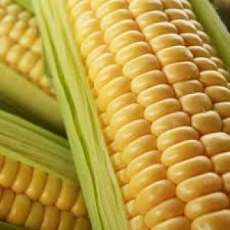 Продам високоврожайну кукурудзу Тесла ФАО(350)