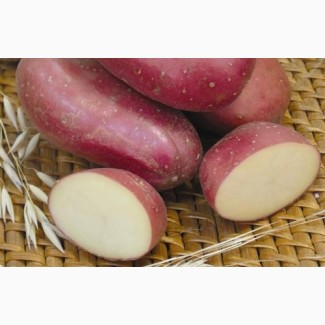 Картопля Ажур