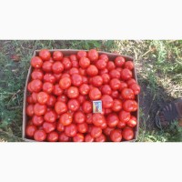 Продам грунтовой помидор сорта: Асвон, Чибли, Пьетра Росса