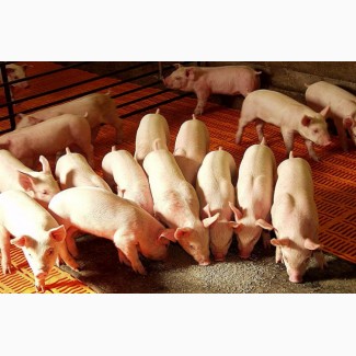 Премікс для свиней Feedline 3% фініш від 60 до 115 кг живої ваги м. Львів
